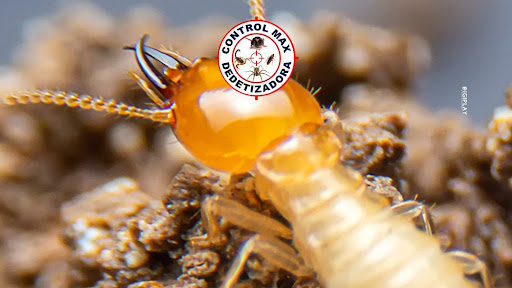 Dedetizadora e Sanitizadora Control Max - Cândido Mota, Assis e Região