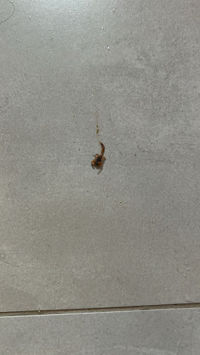 D. D. Jack's Dedetizadora