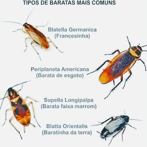 Dedetizadora Sterm System