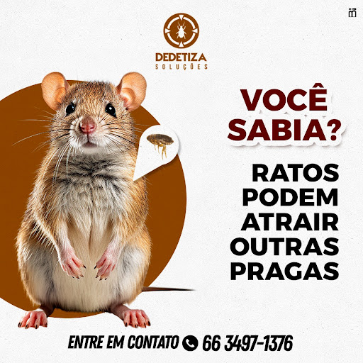 Dedetiza Soluções