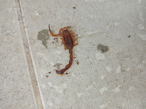 Bom Gosto Dedetizadora