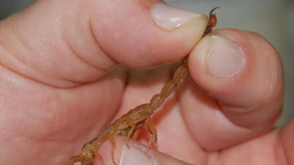 Bioinset Controle de Vetores e Pragas Urbanas