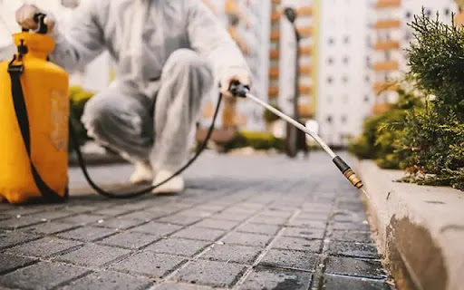 Dedetizadora Biocontrole - Controle de Pragas Urbanas