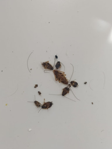 Bio controle de pragas