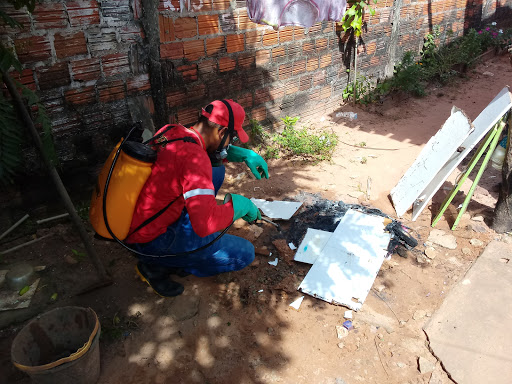 Impacto Dedetização